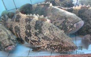 �������Y